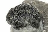 Detailed Gerastos Trilobite Fossil - Morocco #242765-1